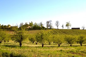 vignoble1