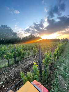 vignoble bio - AB -parcelle de malbec | Domaine Kevin Barbet vignoble bio - AB -parcelle de malbec | Domaine Kevin Barbet